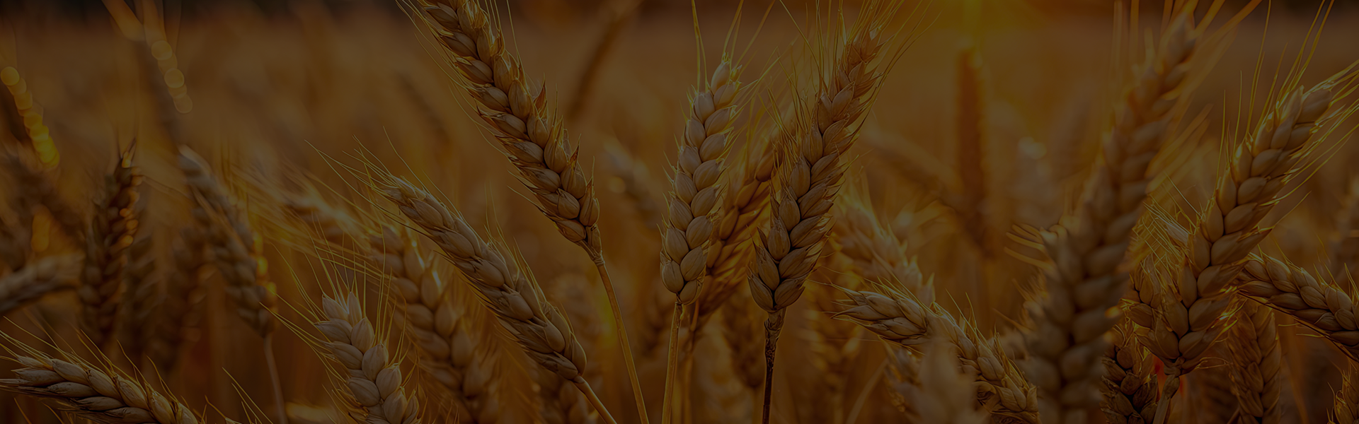 The main types of agricultural crops